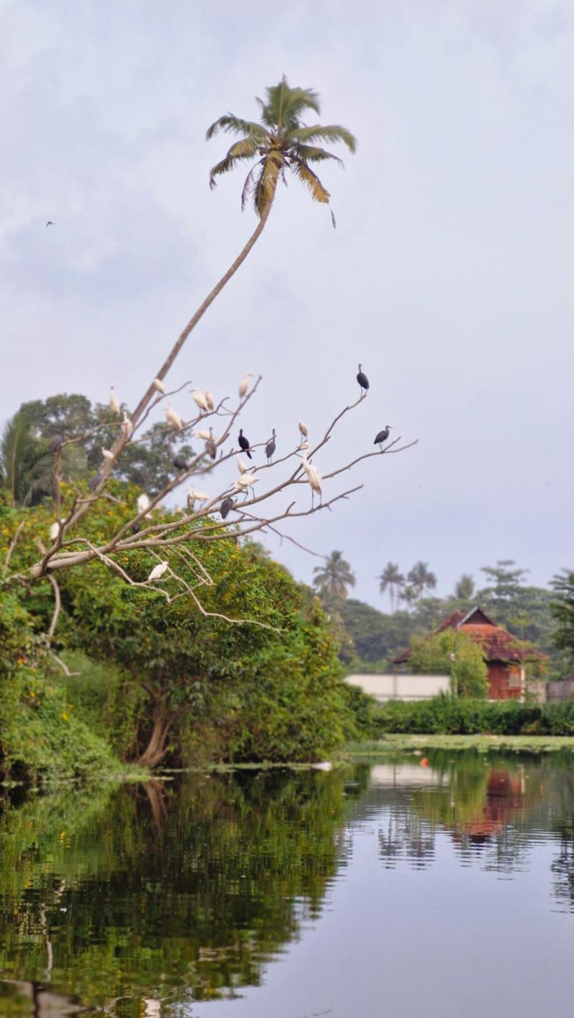 Gypsea Marari Bed & Breakfast Alappuzha Екстериор снимка